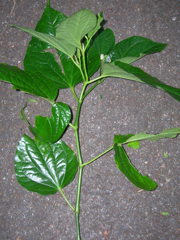 Piper sarmentosum