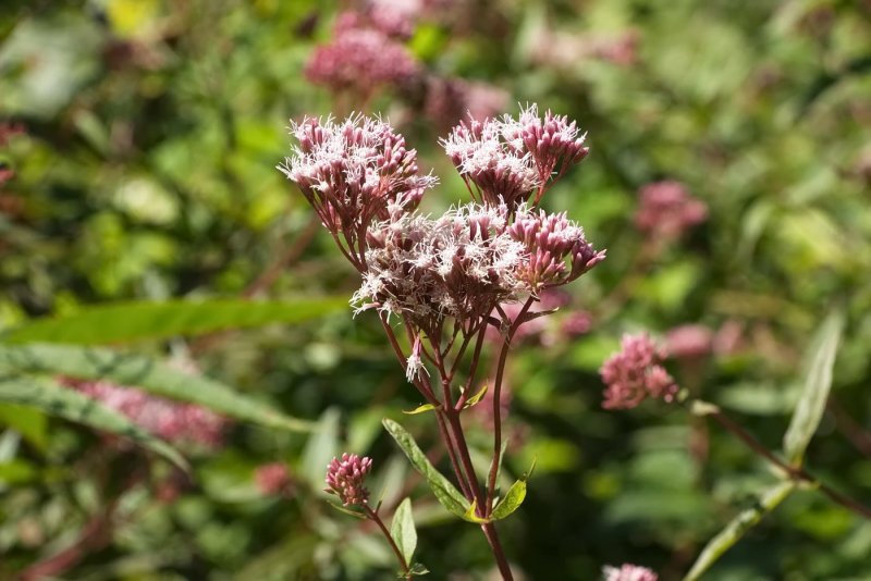 Посконник ароматный Eupatorium aromaticum