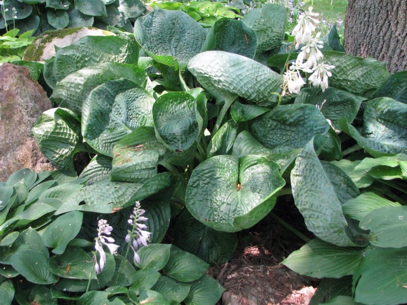 Хоста "Abiqua drinking Gourd" (Hosta)