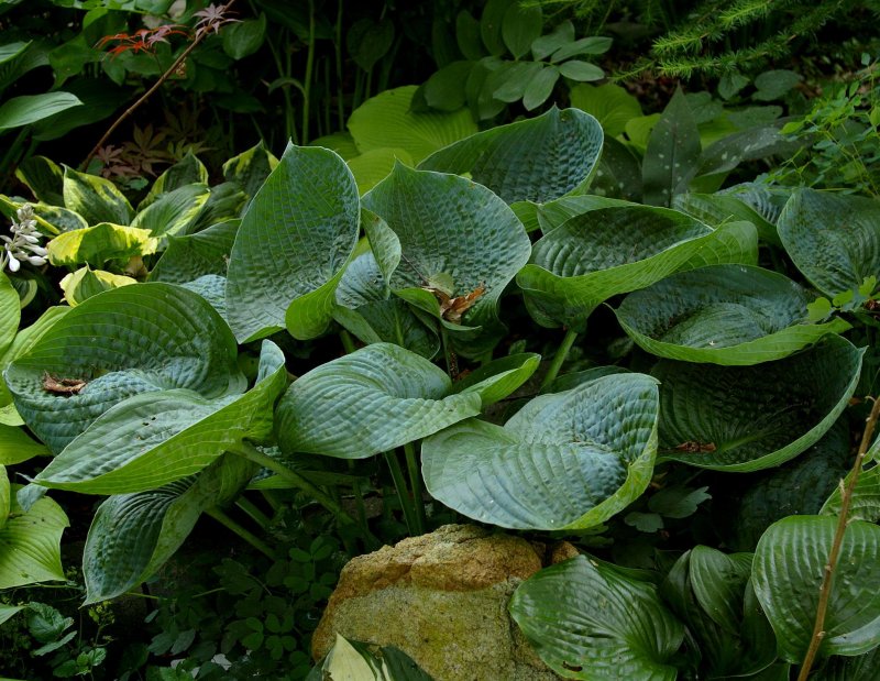 Хоста "Abiqua drinking Gourd" (Hosta)