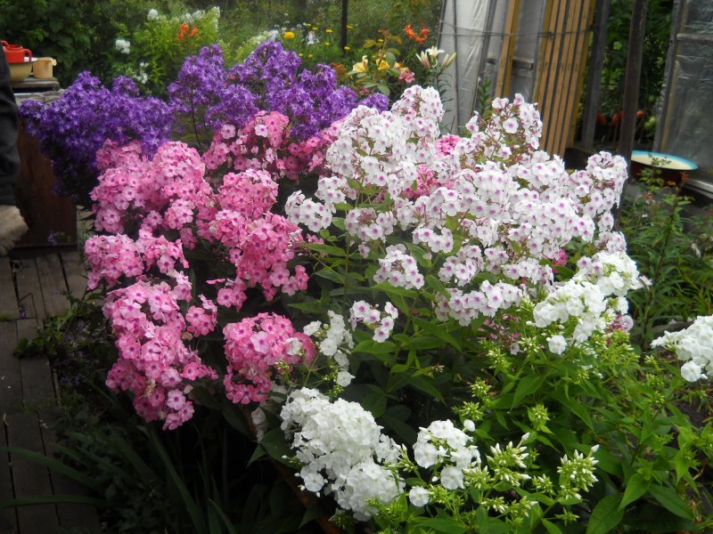 Флокс Флоксана