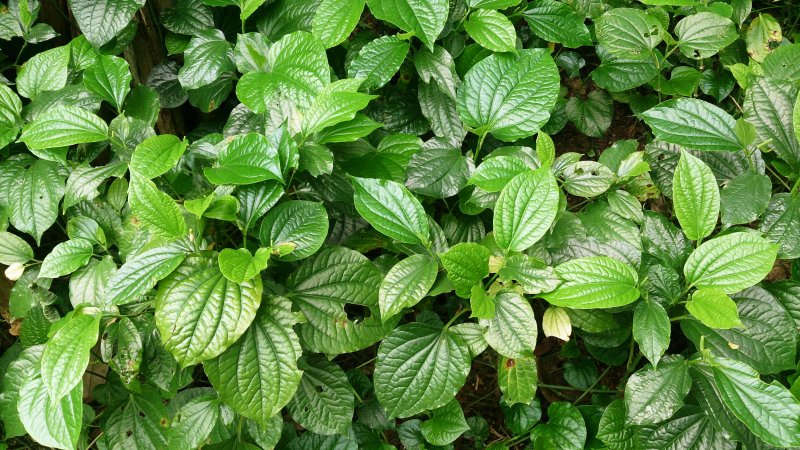 Piper sarmentosum Variegat