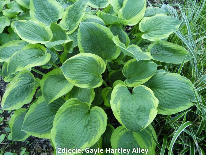 Хоста подорожниковая / Hosta plantaginea, с2