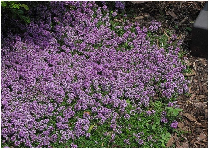 Тимьян ползучий 'Purple Carpet'
