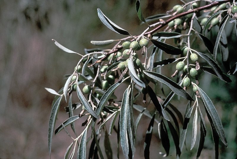 Лох серебристый (Elaeagnus argentea)
