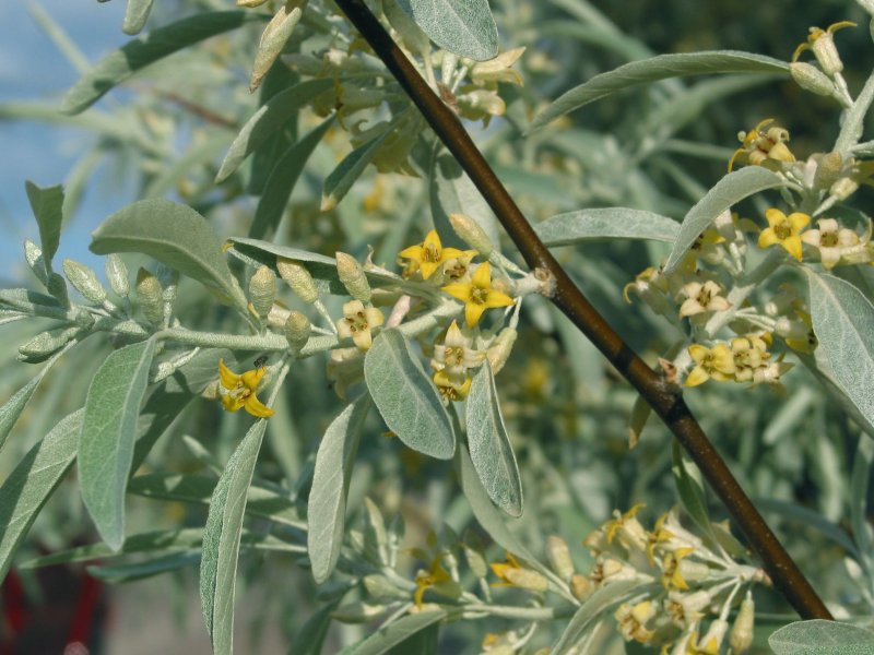 Лох серебристый (Elaeagnus argentea)