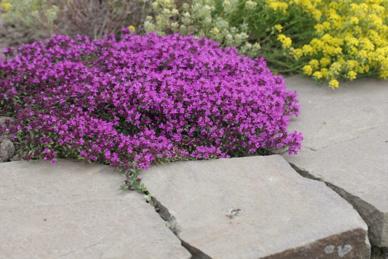 Тимьян Purple Beauty praecox
