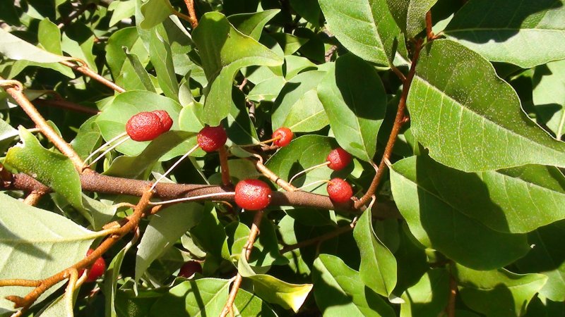 Облепиха иволистная (Hippophae salicifolia l.)
