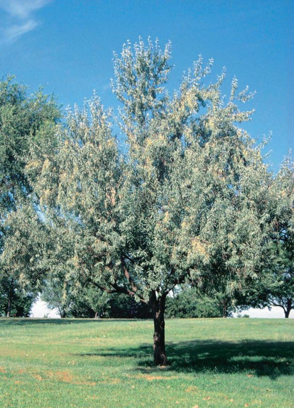 Лох серебристый (Elaeagnus commutata)