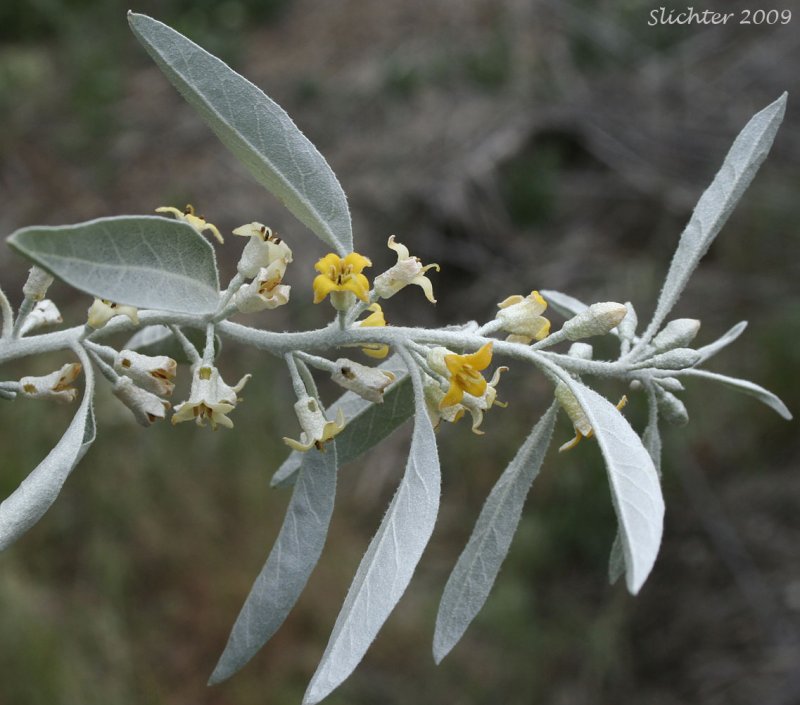 Лох серебристый (Elaeagnus commutata)
