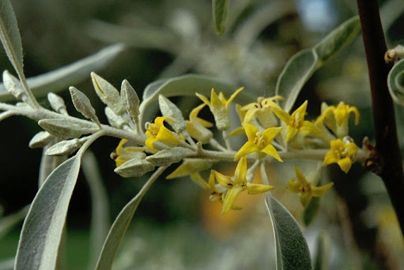 Elaeagnus rhamnoides