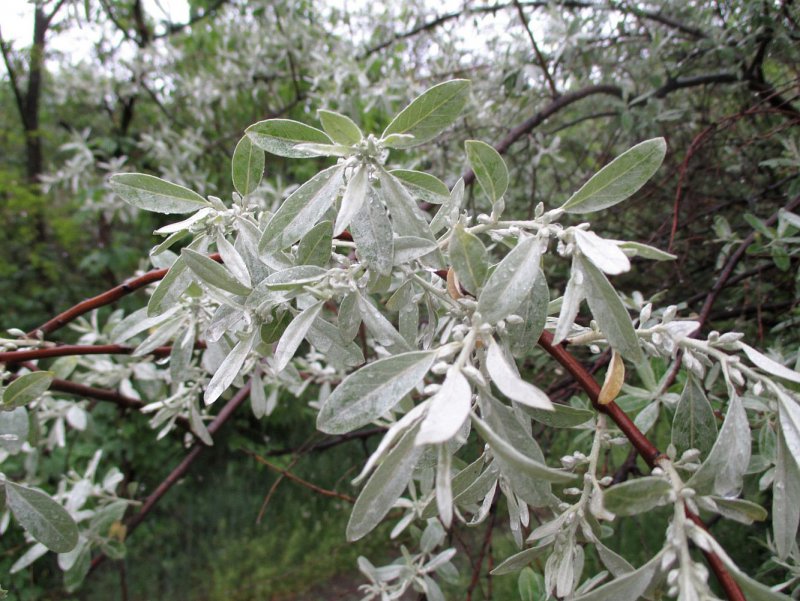 Salix Elaeagnus 'angustifolia'