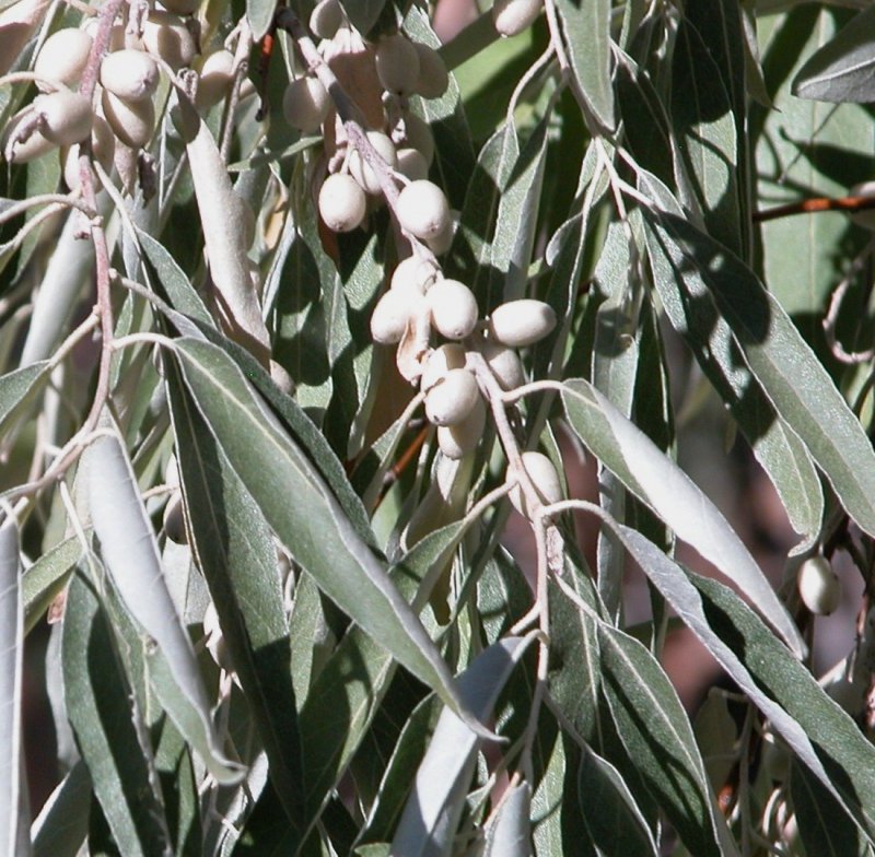 Лох серебристый (Elaeagnus argentea)