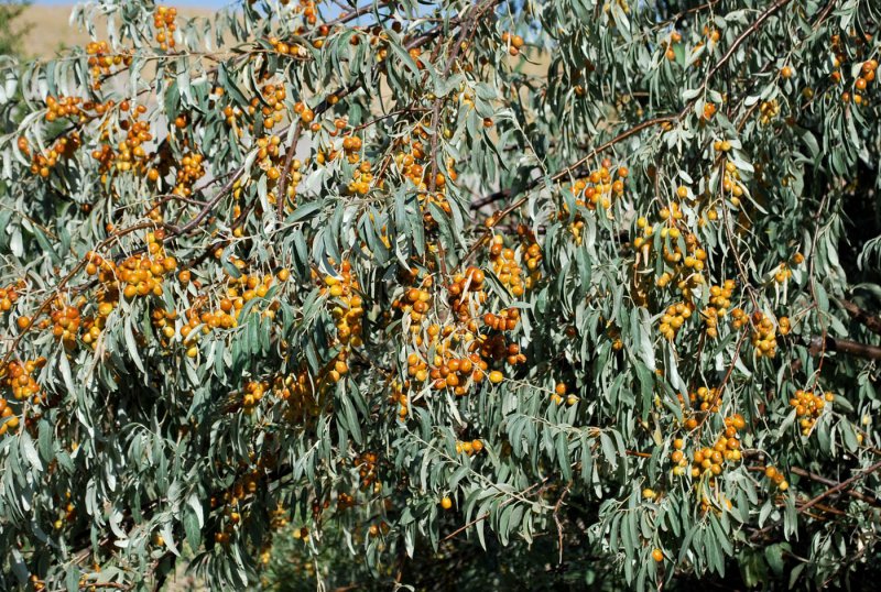 Лох серебристый (Elaeagnus argentea)