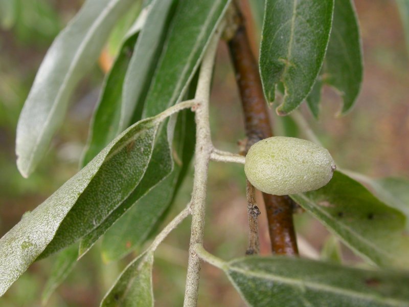 Лох серебристый (Elaeagnus argentea)