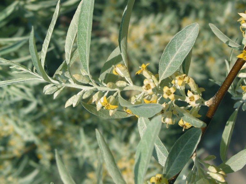 Elaeagnus argentea