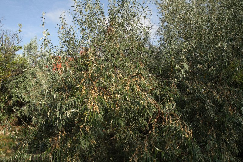 Elaeagnus argentea