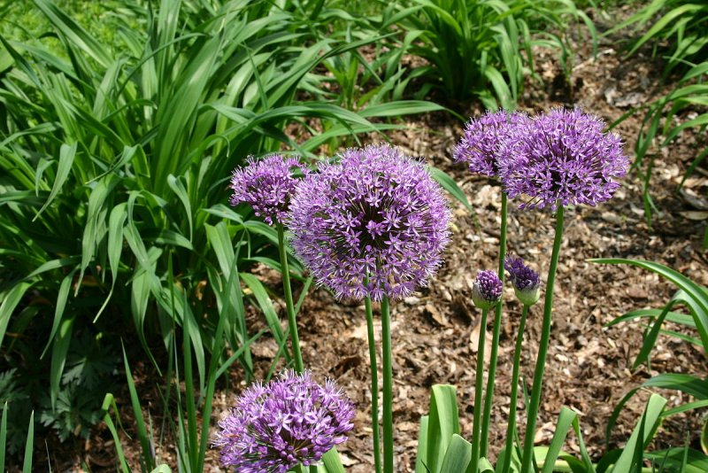 Лук афлатунский, Allium aflatunense