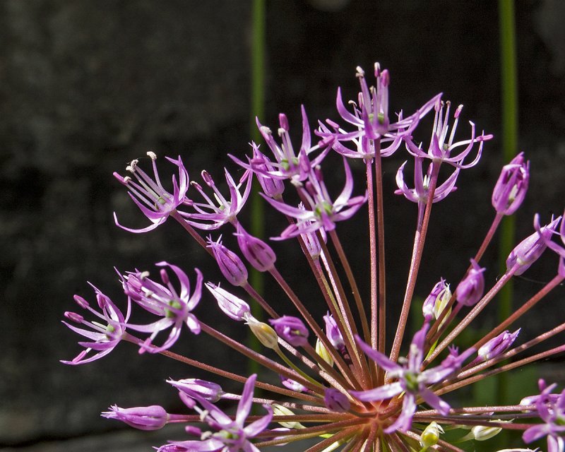Аллиум rosenbachianum