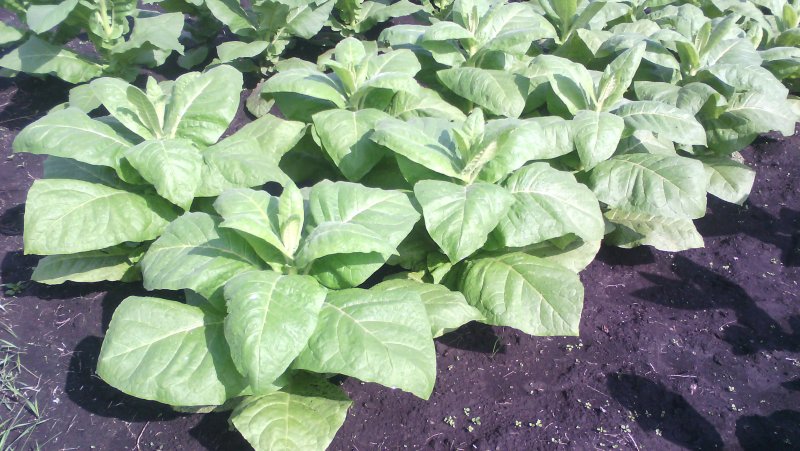 Турецкий табак Nicotiana tabacum.,