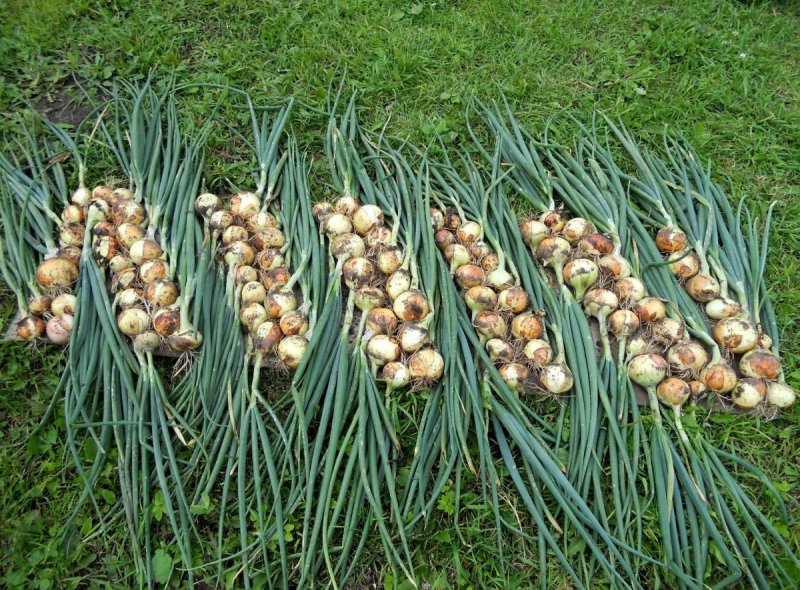 Лук Чернушка севок, репчатый