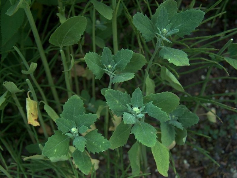 Марь белая (Chenopodium album l.)