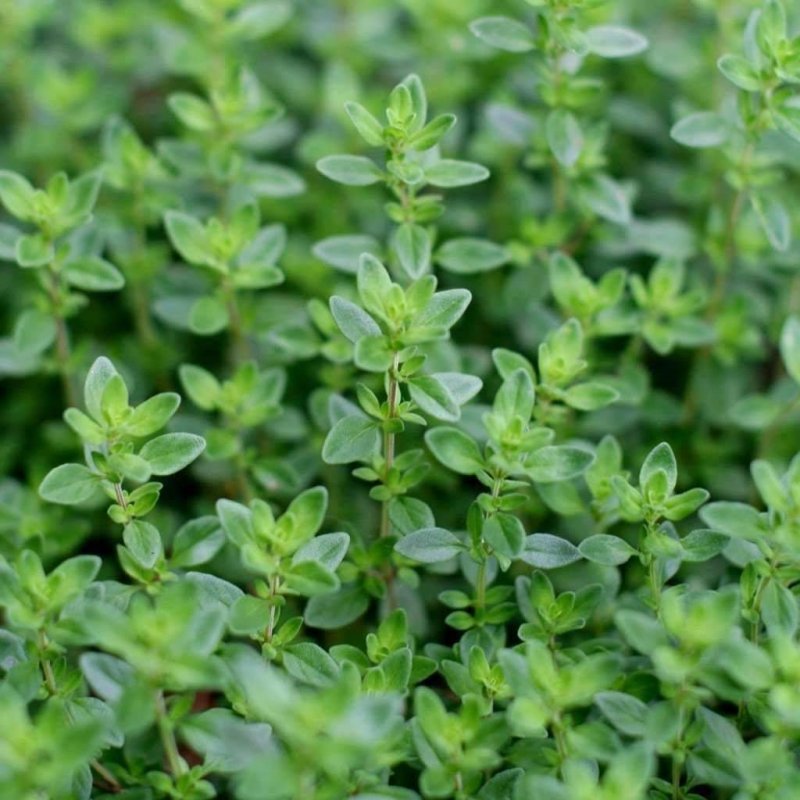 Thymus vulgaris, Thyme, common