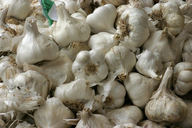 Чеснок Allium sativum