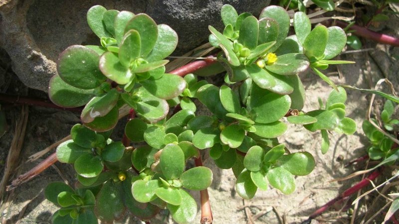 Портулак огородный (Portulaca oleracea)