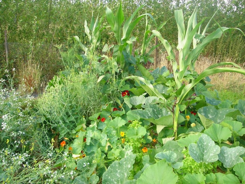 Comfrey Plant