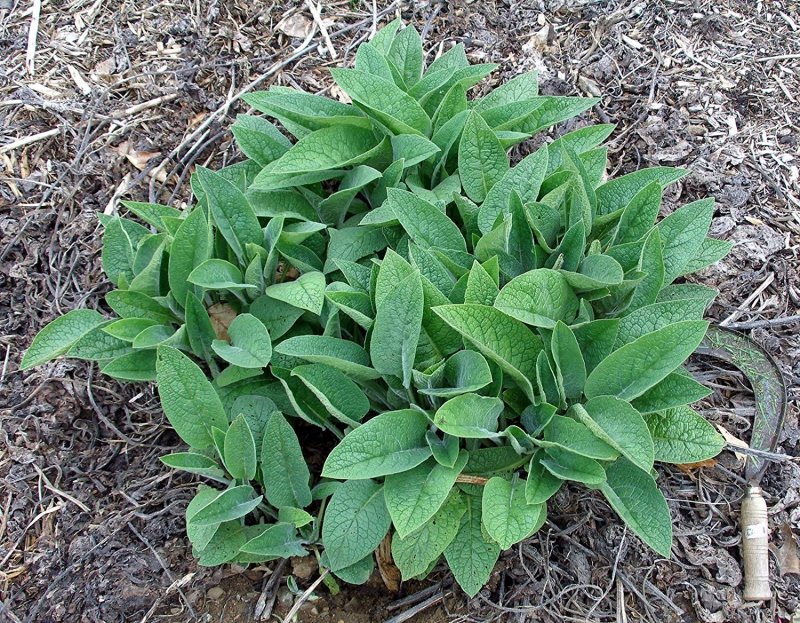 Щавель обыкновенный Rumex acetosa