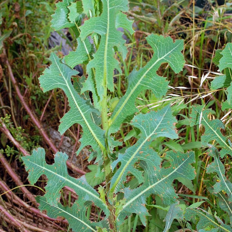 Латук Компасный (Lactuca serriola)