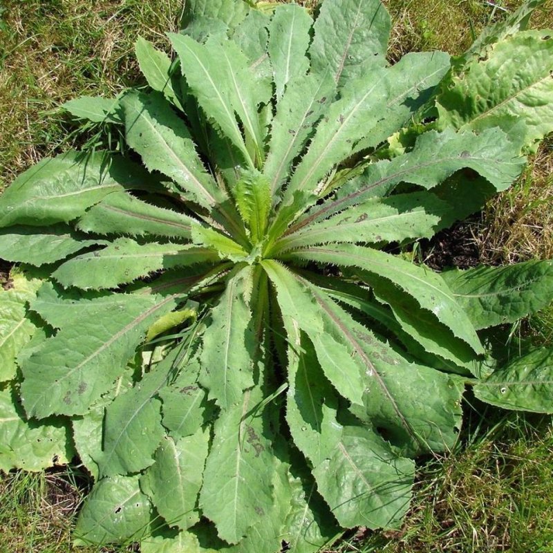 Wild lettuce латук дикий