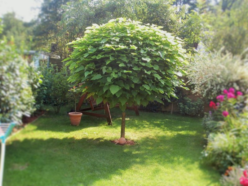 Катальпа бигнониевидная (Catalpa bignonioides)
