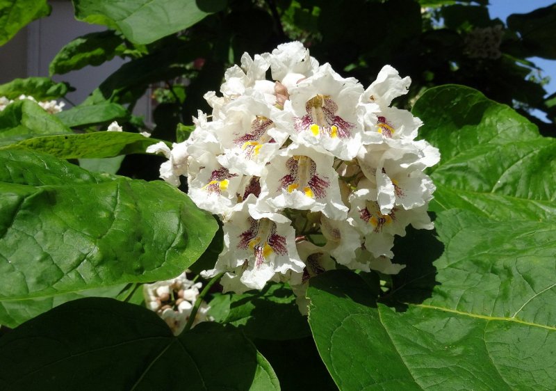 Катальпа бигнониевидная (Catalpa bignonioides)