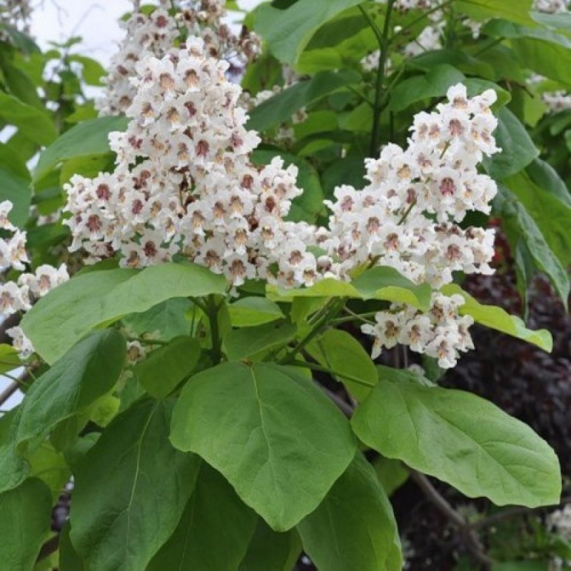 Катальпа бигнониевидная цветы