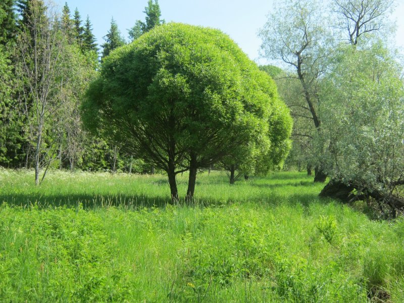 Ива ломкая (Salix fragilis l.)