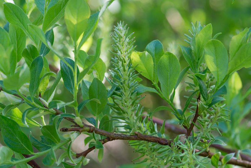Ива ломкая bullata