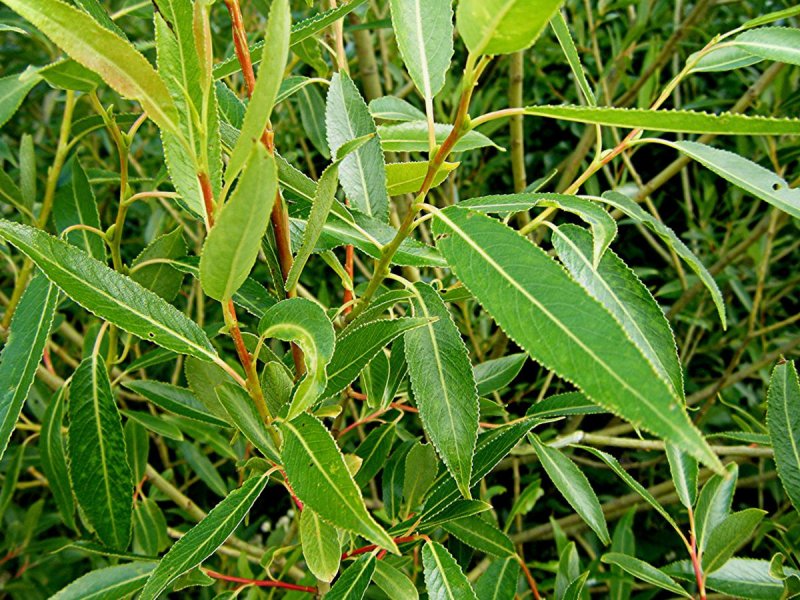 Ива ломкая (Salix fragilis), Ракита