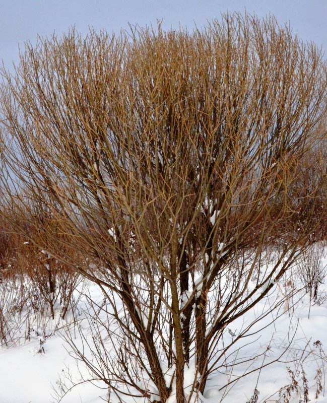 Ива ломкая (Верба, Ракита) – Salix fragilis