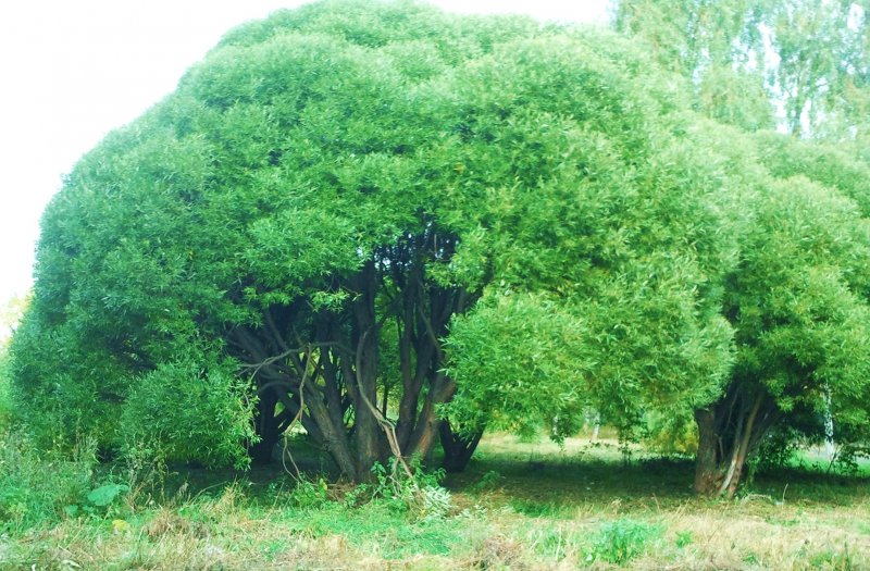 Ива ломкая bullata
