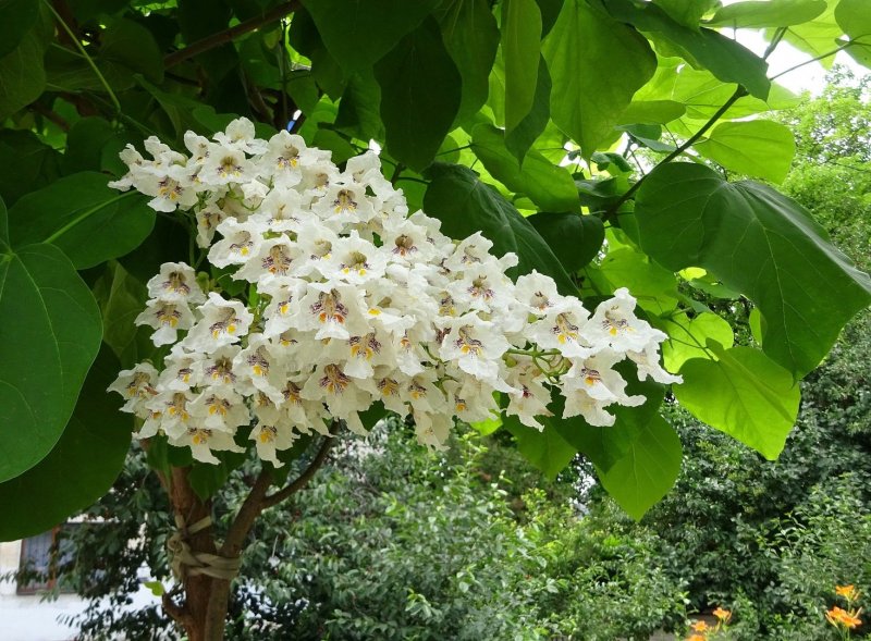 Катальпа бигнониевидная Catalpa bignonioides Бигнониевые