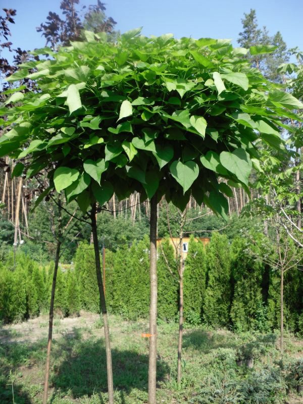 Катальпа бигнониевидная Catalpa bignonioides Бигнониевые