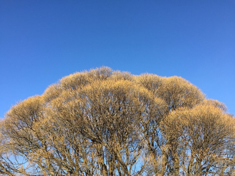 Ива ломкая "Буллата" Salix fragilis 'bullata'
