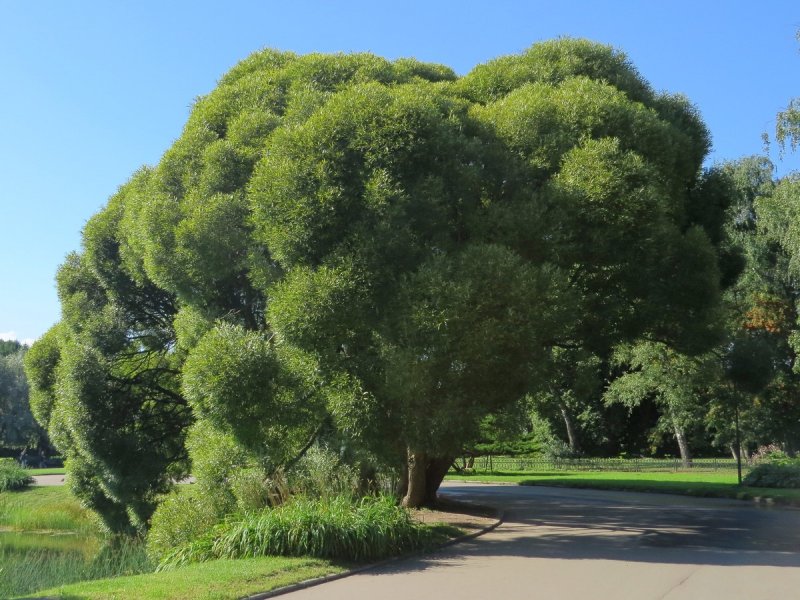 Ива ломкая Salix fragilis