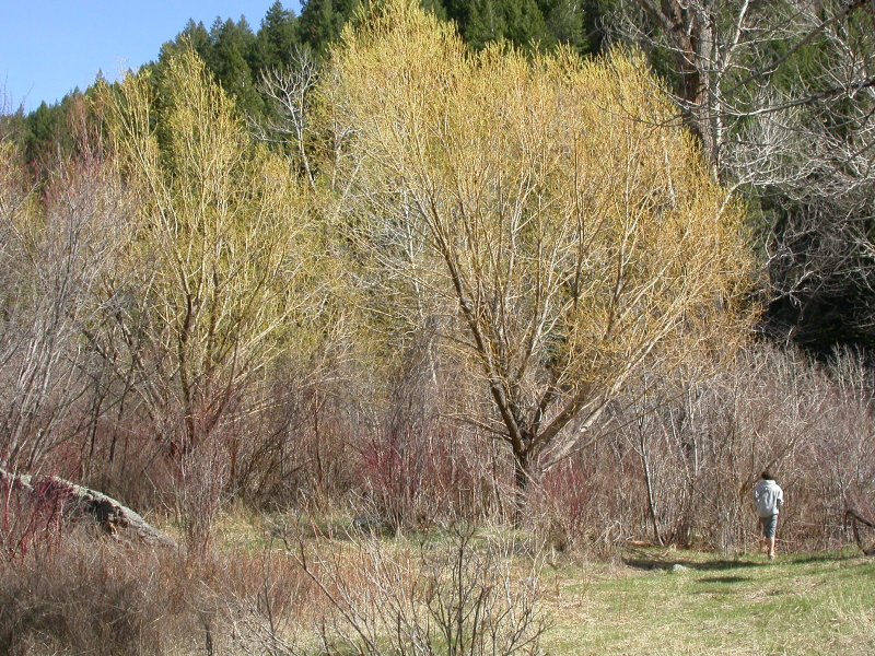 Ива ломкая Salix fragilis