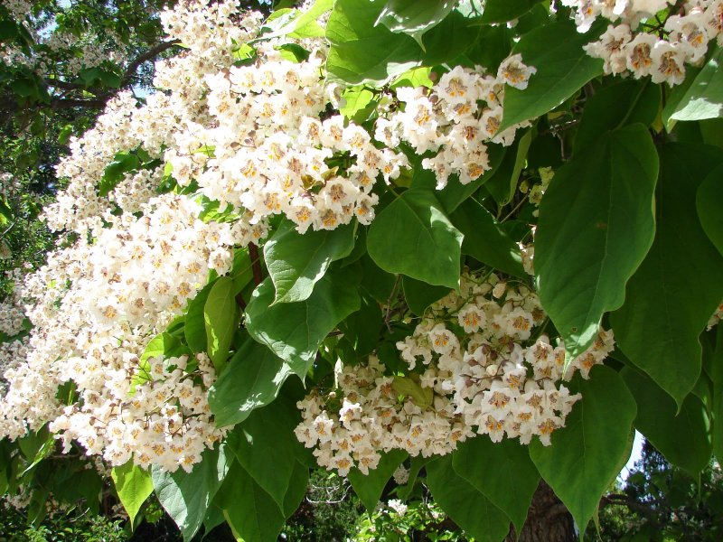 Катальпа бигнониевидная стручки