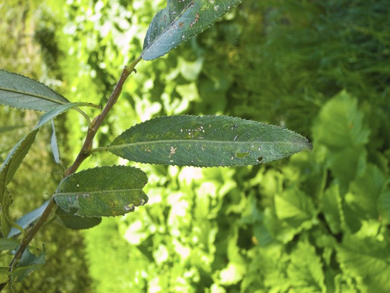 Salix Alba 'Aurea'