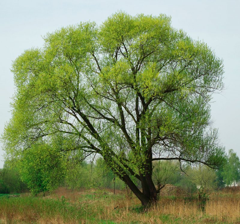 Ива ломкая (шаровидная) Salix fragilis
