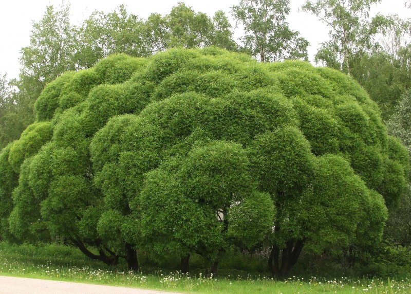Ива ломкая (Верба, Ракита) – Salix fragilis